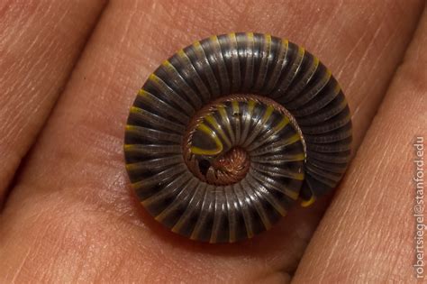  Queensland Millipede: A Miniature Armoured Tank Traversing the Forest Floor