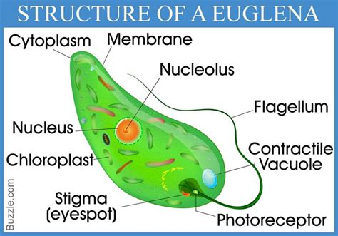  Euglena, 擁有迷人光澤的單細胞生物！