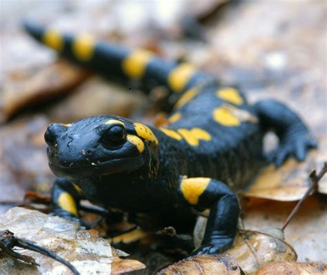  火 Salamander 牠的皮膚濕潤如絲絨，且擁有令人驚嘆的再生能力！