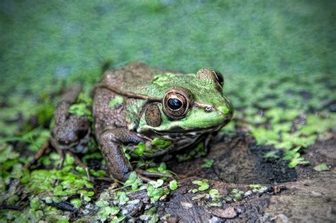  伊比利蛙：擁有獨特紋路且善於偽裝的兩棲類動物！