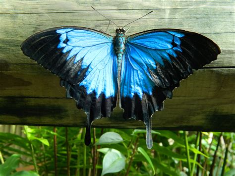   Ulysses Butterfly Sponge：在深海中展翅飛翔的奇特生物！