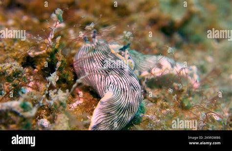   Umbrella Worm: A Soft-Bodied Ocean Dweller Who Thrives on Sediment Sifting!